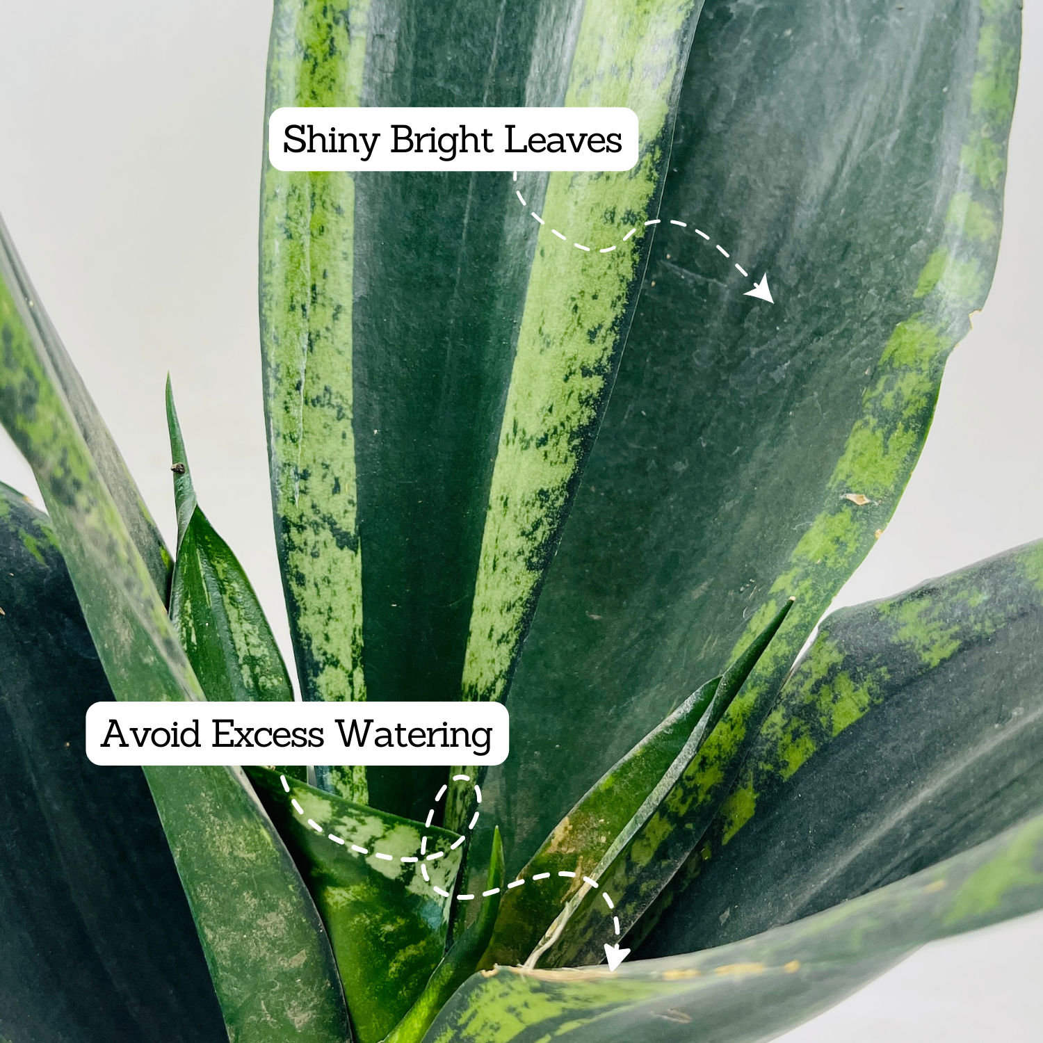 Sansevieria Trifasciata Whitney / Snake Plant (Sansevieria trifasciata)- Live Plant  (Home & Garden)