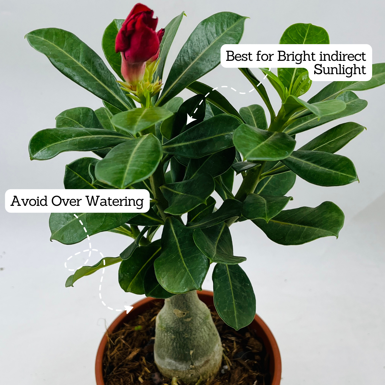 Adenium Plant | Desert Rose (Grafted, Any Color)- Live Plant (Home & Garden)