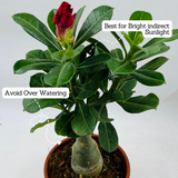 Adenium Plant | Desert Rose (Grafted, Any Color)- Live Plant (Home & Garden)