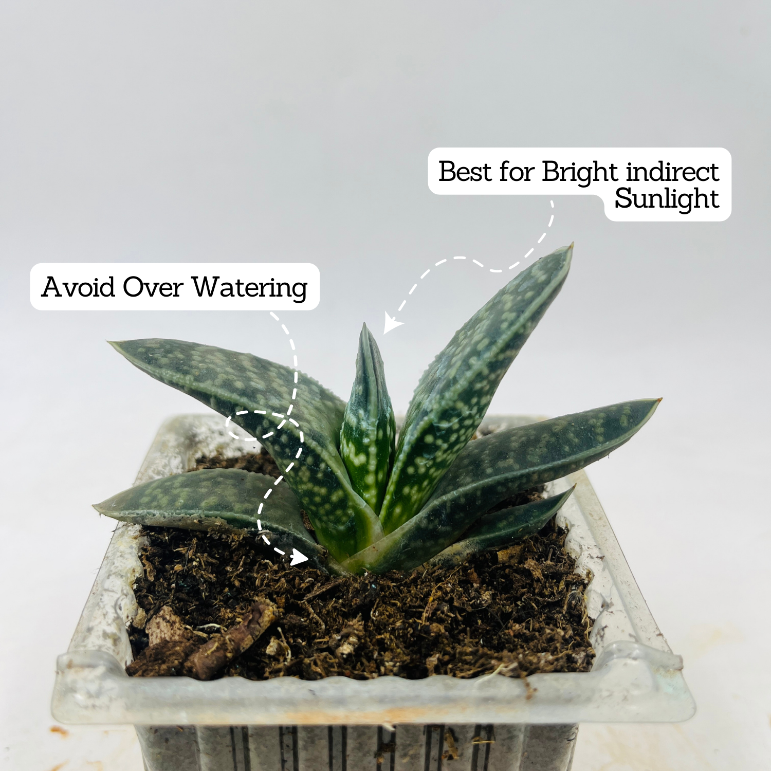 Gasteria Obliqua | Gasteria Bicolor Succulent Plant - Live Plant (Home & Garden)
