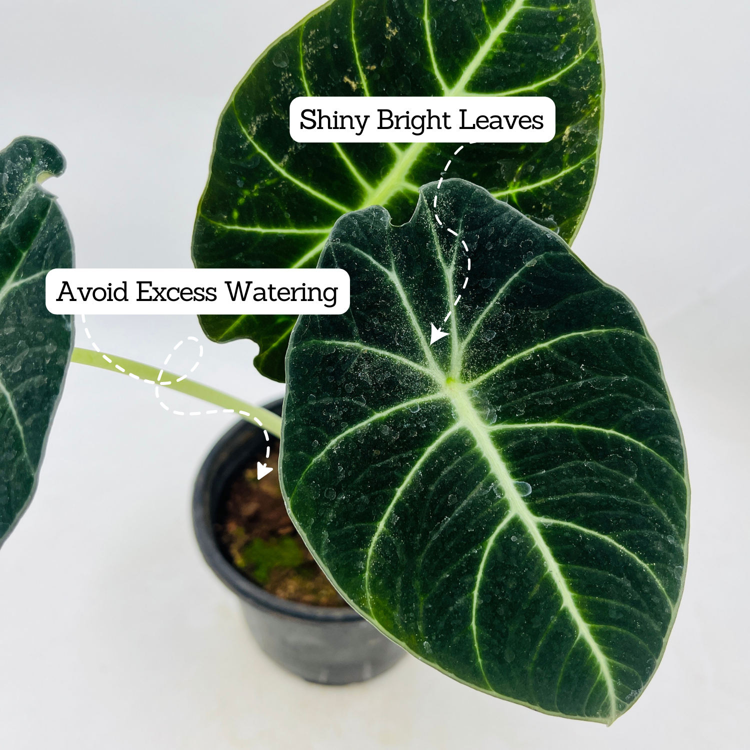 Alocasia Black Velvet- Live Plant (Home & Garden)