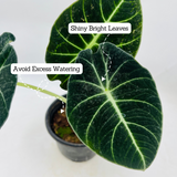 Alocasia Black Velvet- Live Plant (Home & Garden)