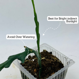 Fishbone | Ric Rac Cactus - Live Plant (Home & Garden)