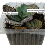 Kalanchoe Humilis- Live Succulent Plant (Home & Garden)