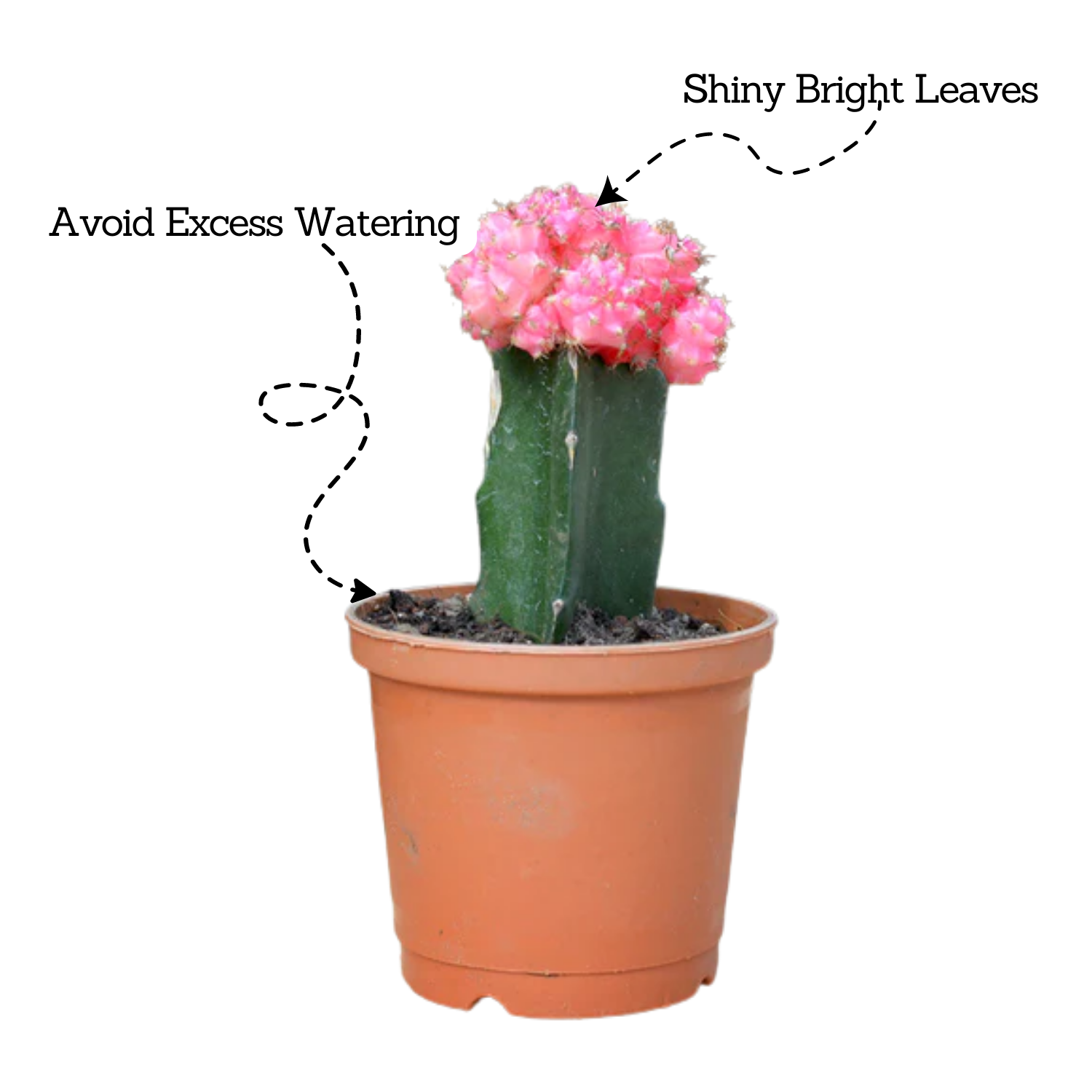 Moon Cactus Pink (Gymnocalycium mihanovichii)- Live Plant (Home & Garden)