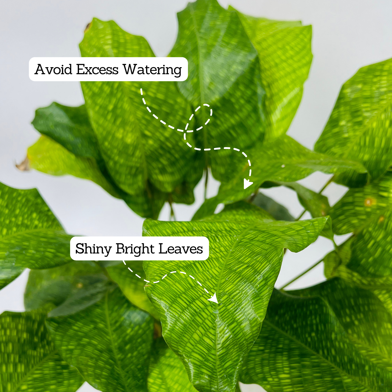Calathea Musaica- Live Plant (Home & Graden)