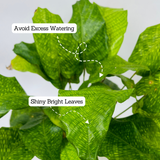 Calathea Musaica- Live Plant (Home & Graden)