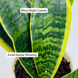 Sansevieria Trifasciata Superba / Snake Plant (Sansevieria trifasciata)- Live Plant  (Home & Garden)