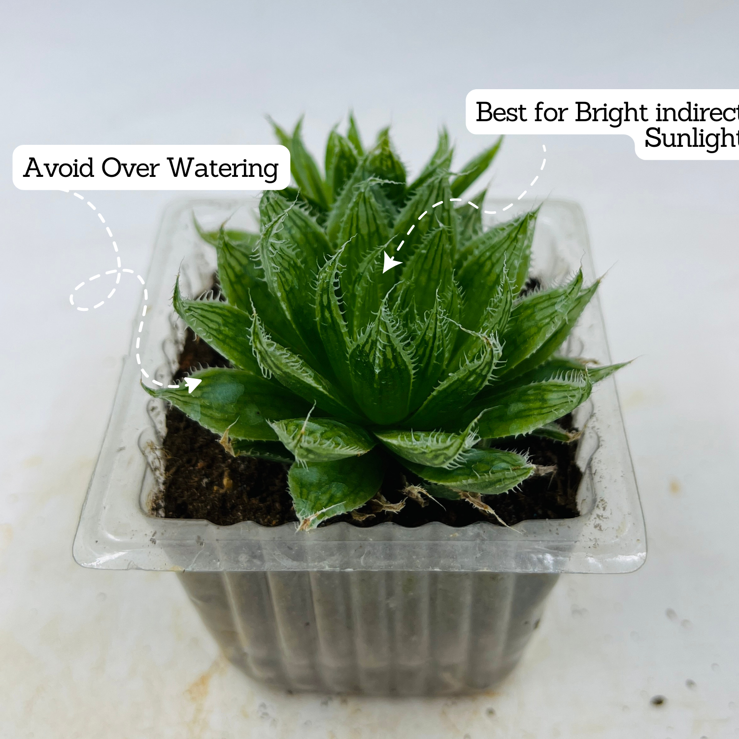 Haworthia Mucronata- Live Succulent Plant (Home & Garden)