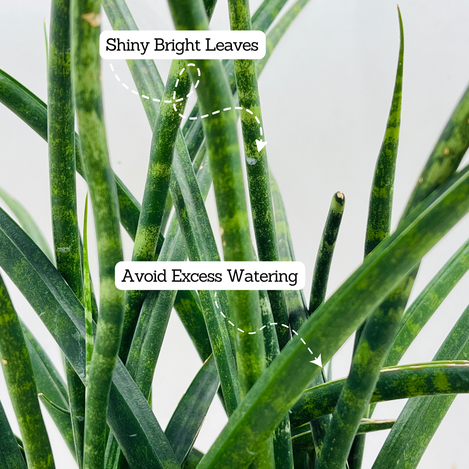 Mikado - Medium Size (Sansevieria bacularis) - Live Snake Plant For Indoor (Home & Garden)