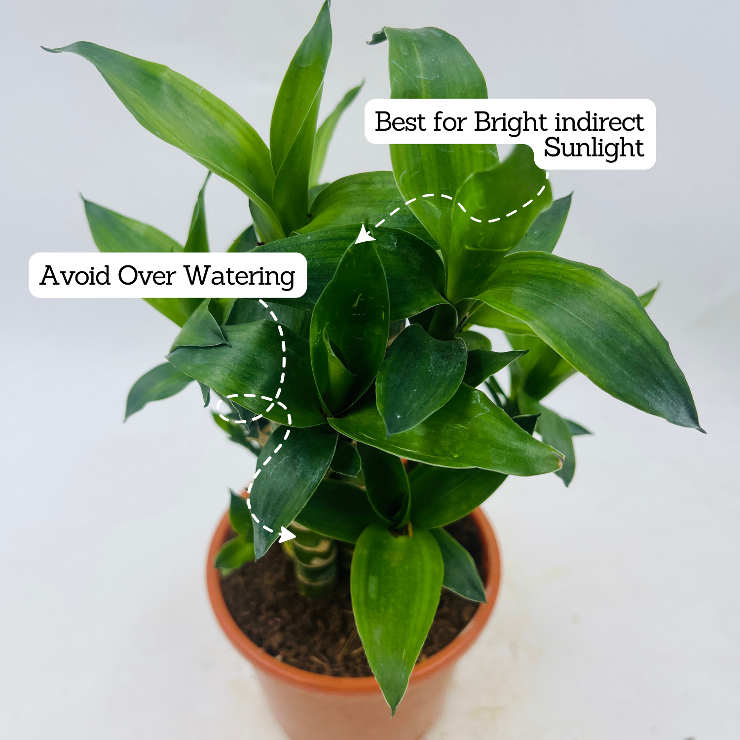 Lotus Bamboo / Lucky Bamboo - Live Plant (Home & Garden)