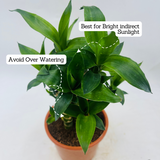 Lotus Bamboo / Lucky Bamboo - Live Plant (Home & Garden)