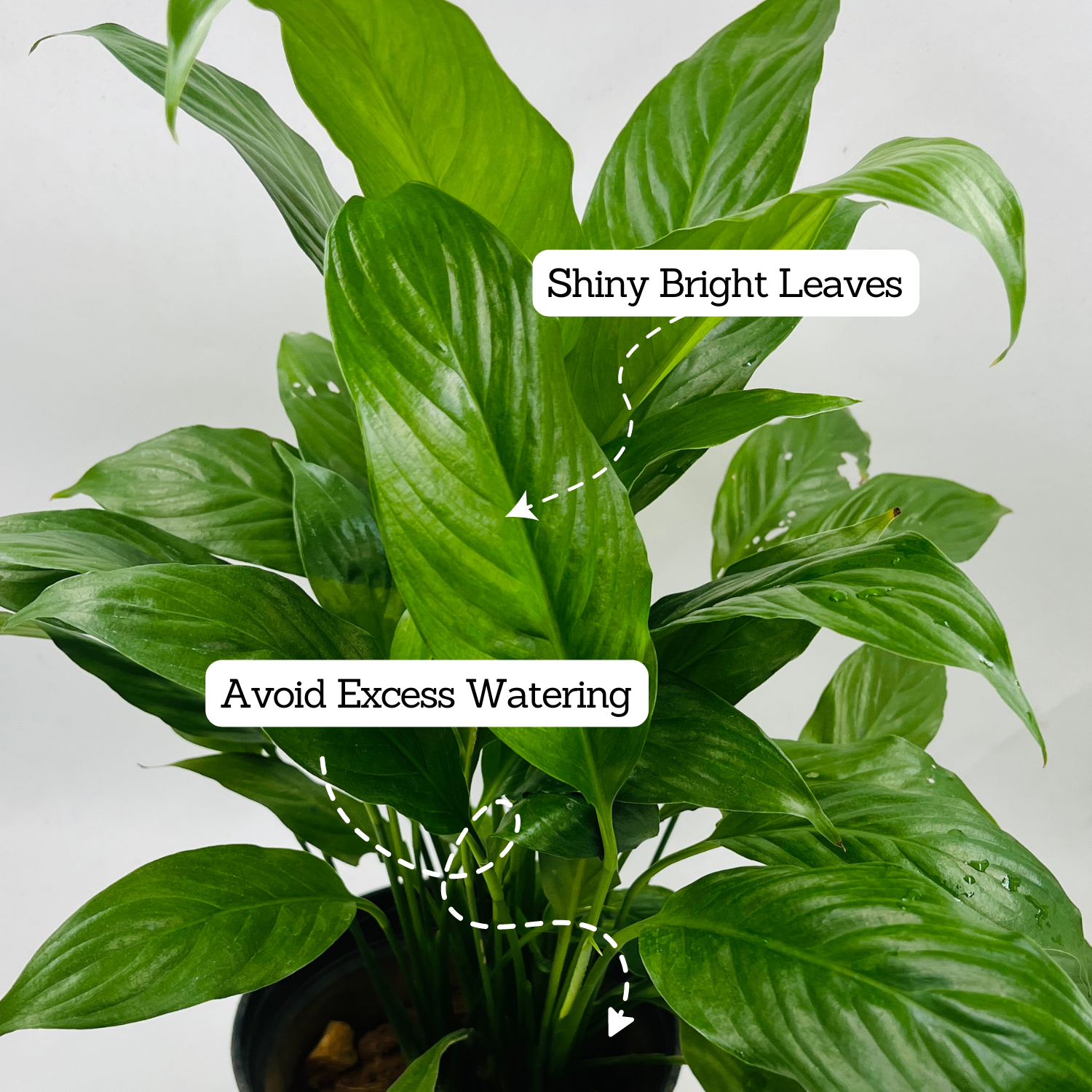 Peace Lily (Spathiphyllum) Flowering/Ornamental Live Plant In Pot (Home & Garden)