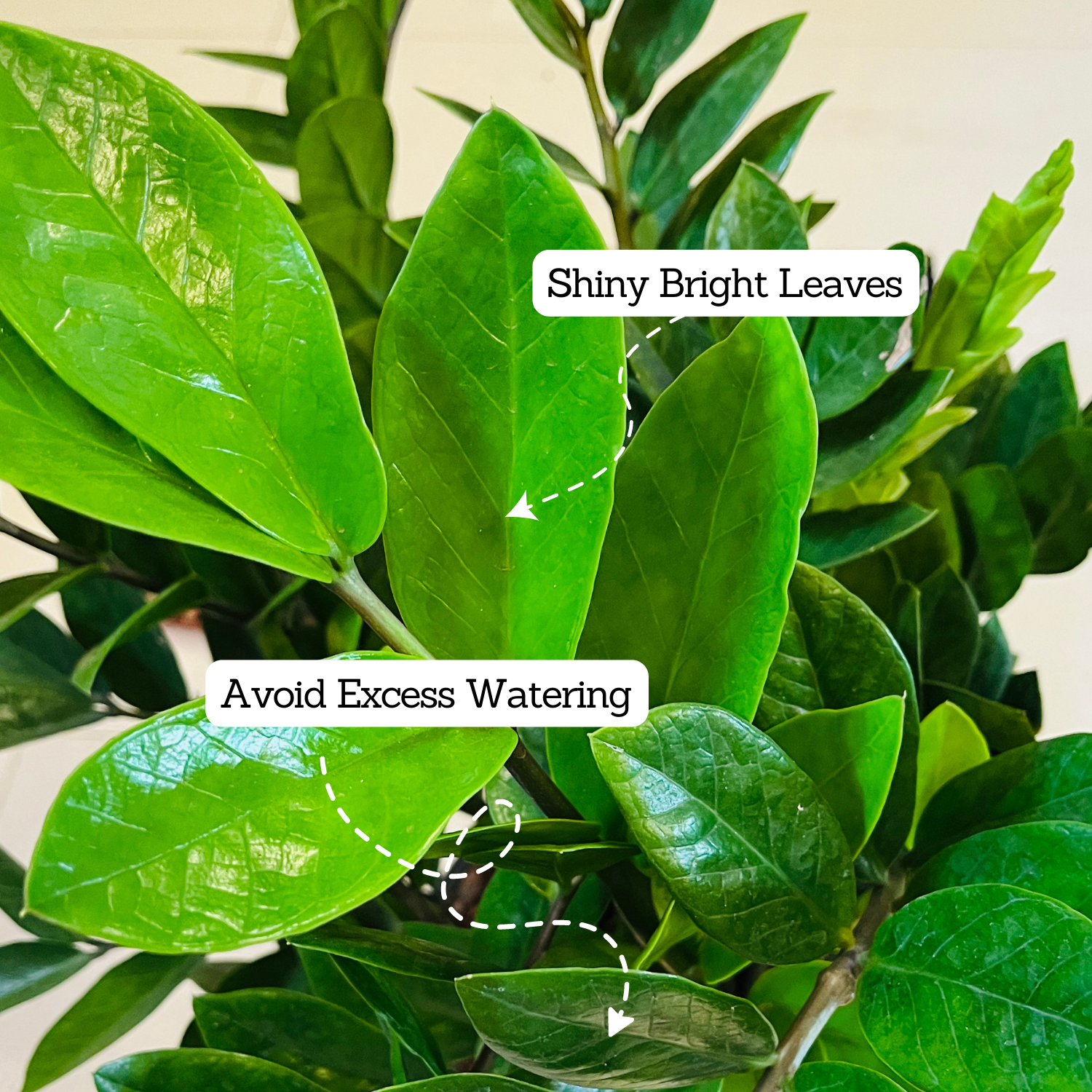Big ZZ Plant Green (Zamioculcas zamiifolia) - Live Plant in 10 inch For Indoor (Home & Garden)
