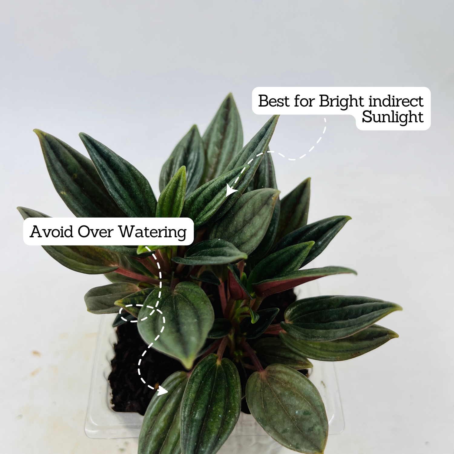 Peperomia Caperata- Live  Plant (Home & Garden)