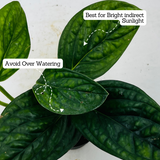 Monstera Peru (Monstera karstenianum)- Live Plant in 8.5cm Pot (Home & Garden)