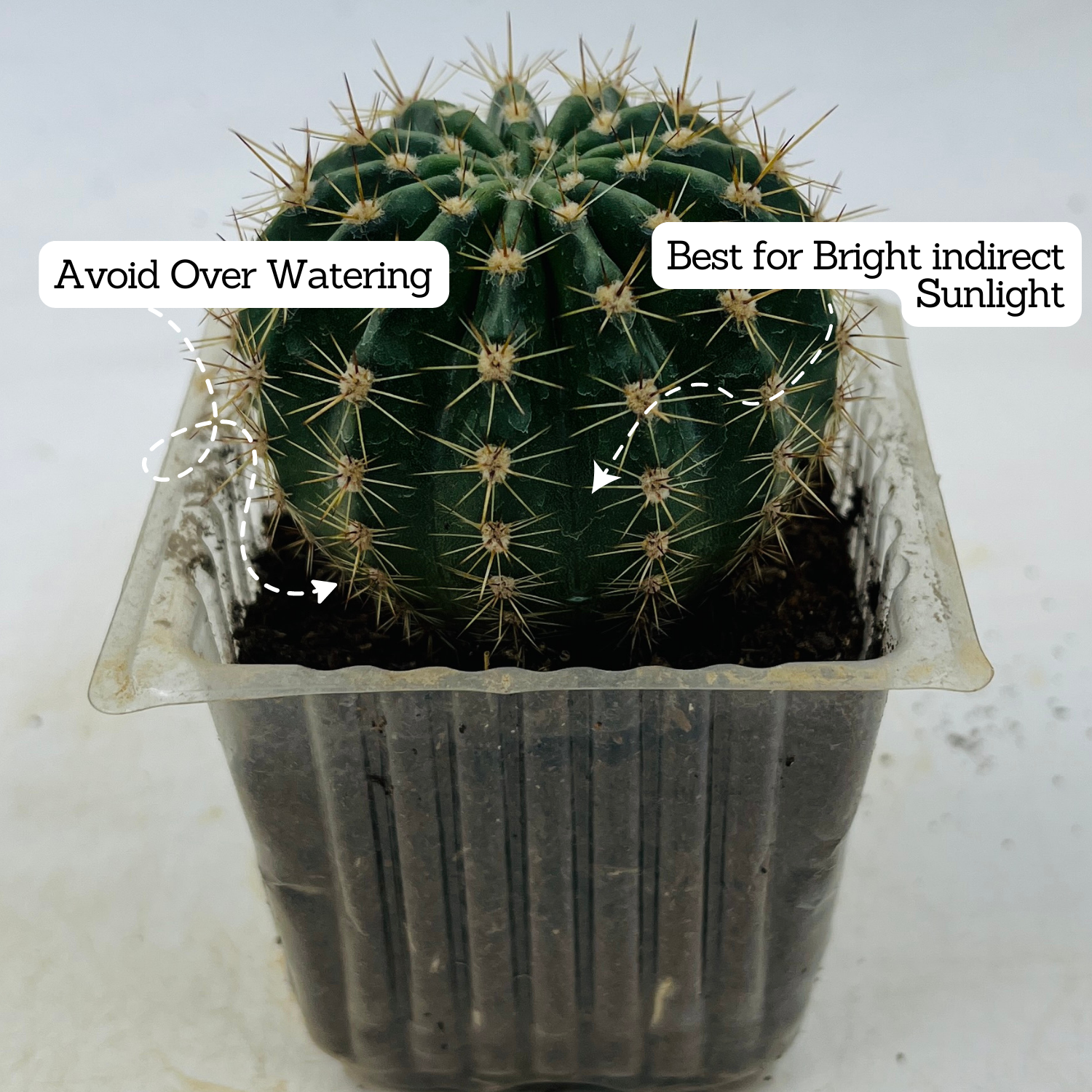Ball Cactus / Echinopsis Calochlora - Live Plant (Home & Garden)