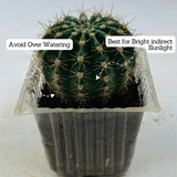 Ball Cactus / Echinopsis Calochlora - Live Plant (Home & Garden)