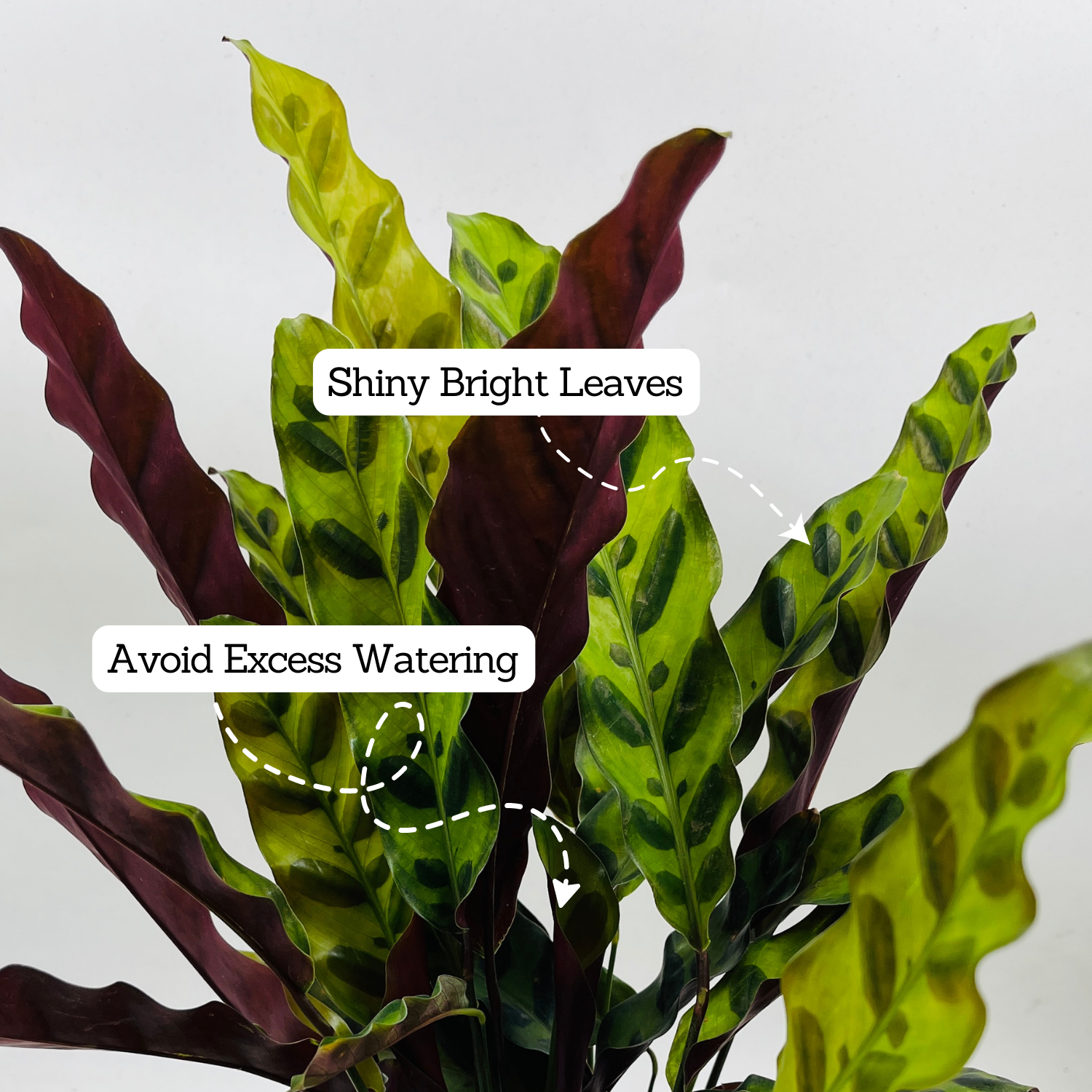 Calathea insignis (Goeppertia insignis) - Live Plant (Home & Graden)