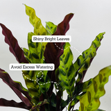 Calathea insignis (Goeppertia insignis) - Live Plant (Home & Graden)