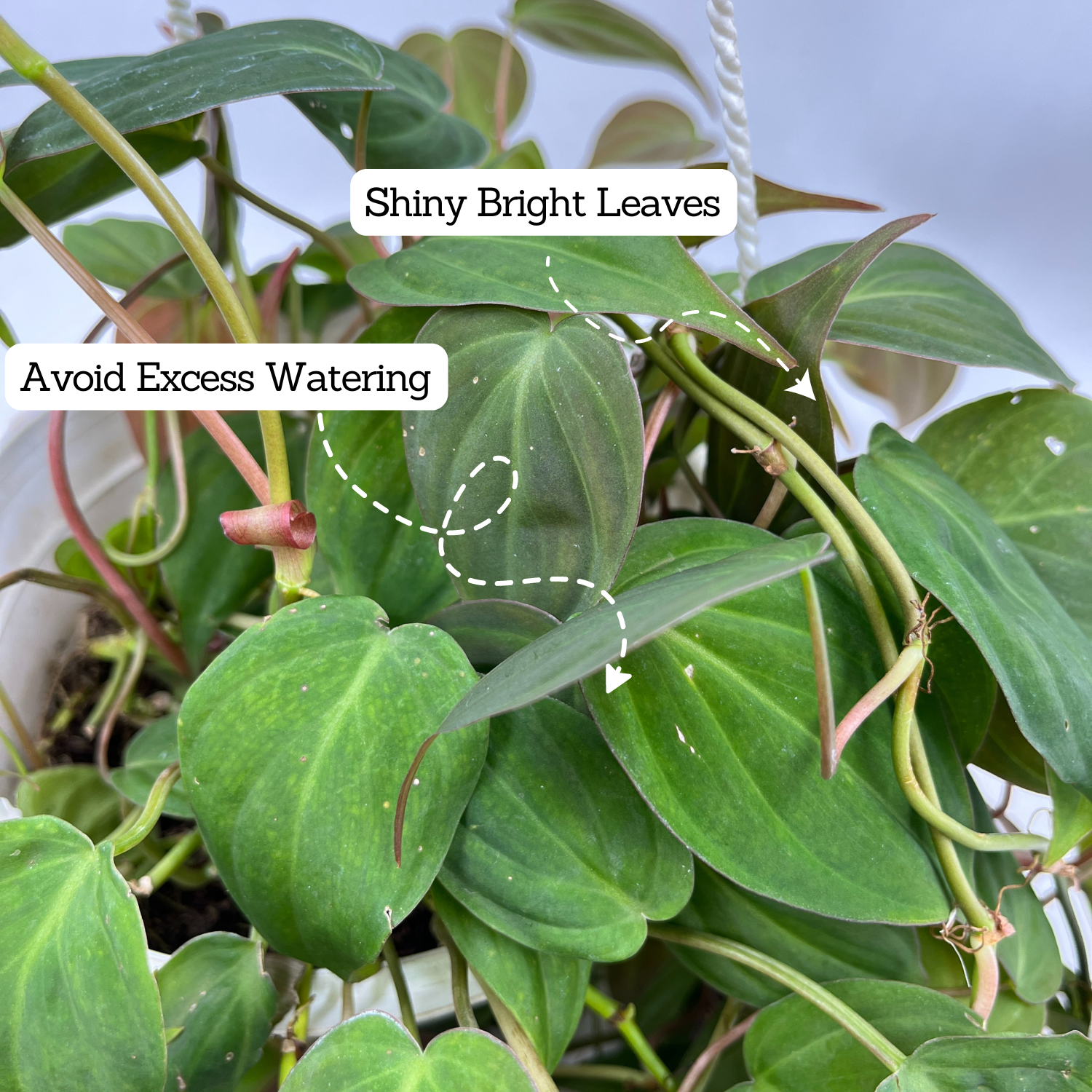 Philodendron Micans Oxycardium Plant With Hanging Pot