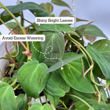 Philodendron Micans Oxycardium Plant With Hanging Pot