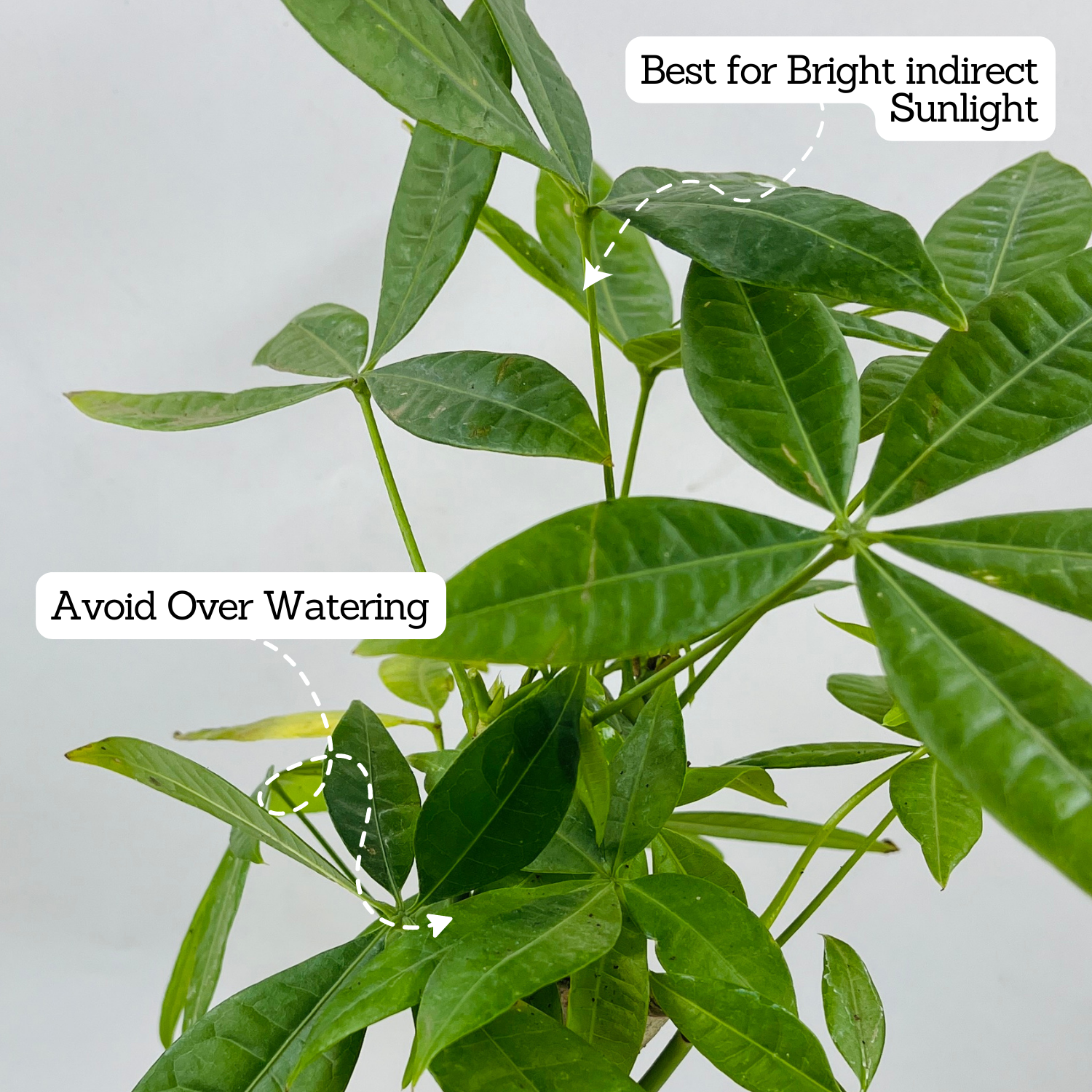 Pachira Money Plant Tree Braided | Malabar Chestnut (Pachira aquatica)- Live Plant in 12cm Pot (Home & Garden)
