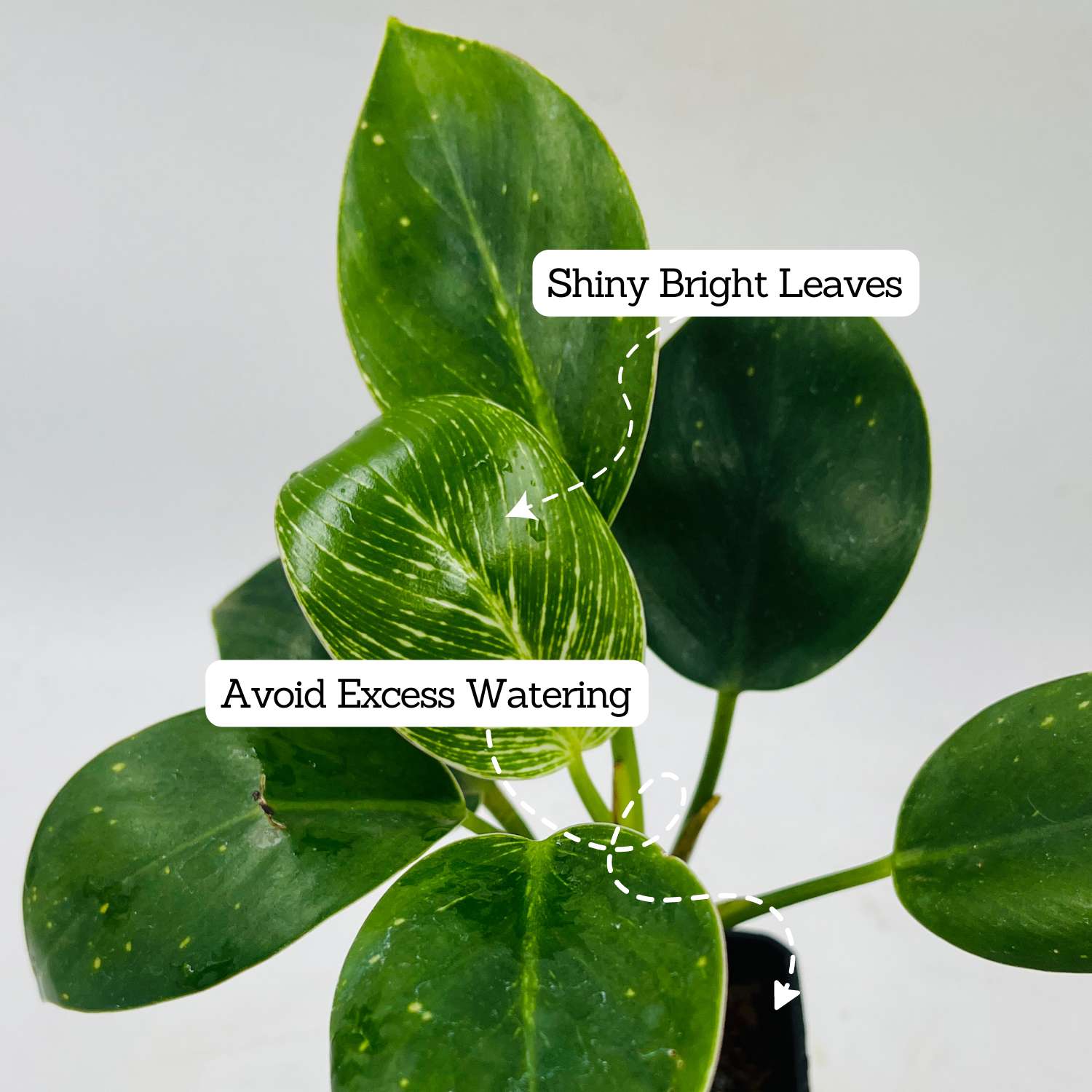 Philodendron Birkin / White Wave - Live Plant in 8.5cm Pot (Home & Graden)