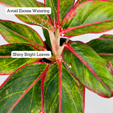 Aglaonema Red Lipstick (Aglaonema commutatum)- Live Plant  (Home & Garden)