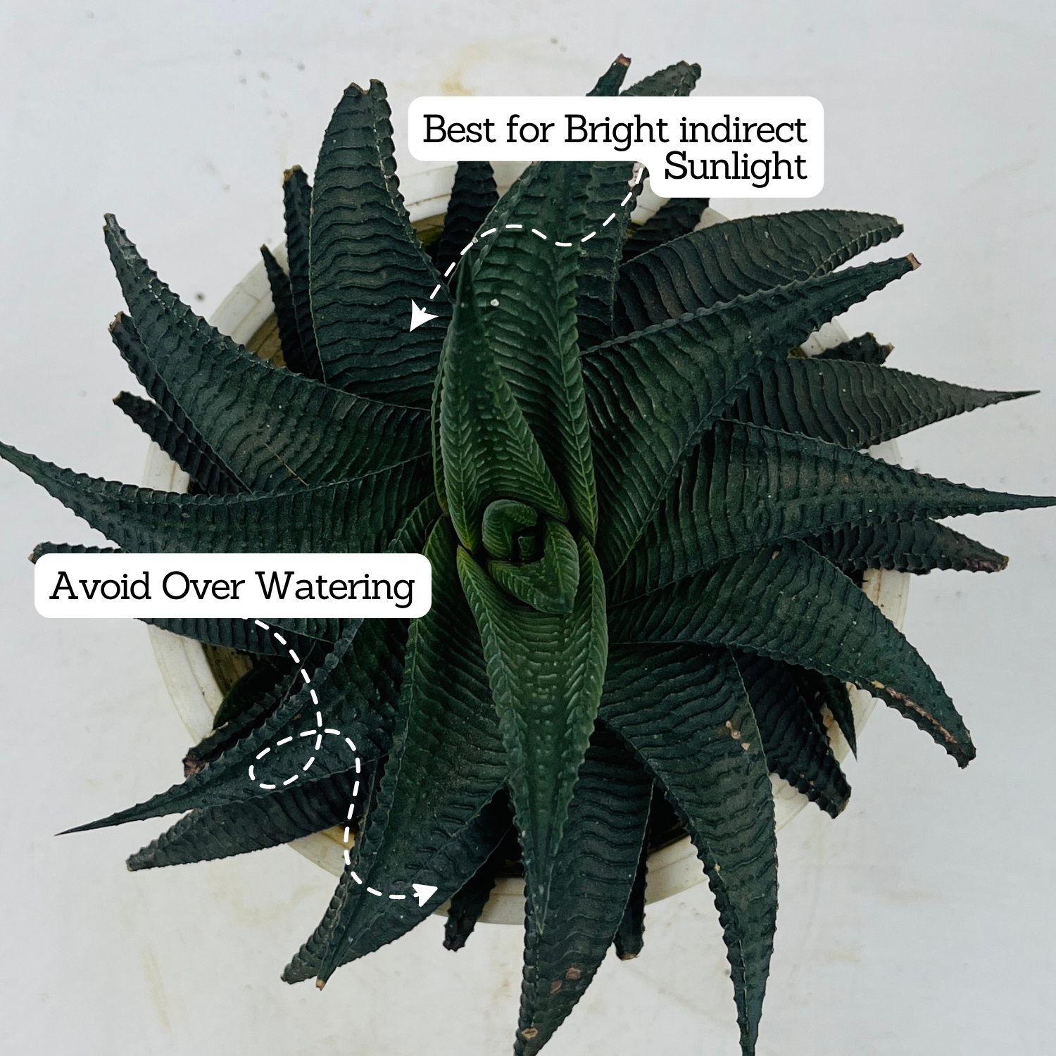 Haworthia Limifolia - Live Succulent Plant in 12cm Pot (Home & Garden)