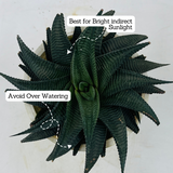 Haworthia Limifolia - Live Succulent Plant in 12cm Pot (Home & Garden)