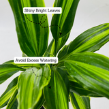 Dracena Darasingh Miniature (Dracaena massangena) - Live Plant (Home & Garden)