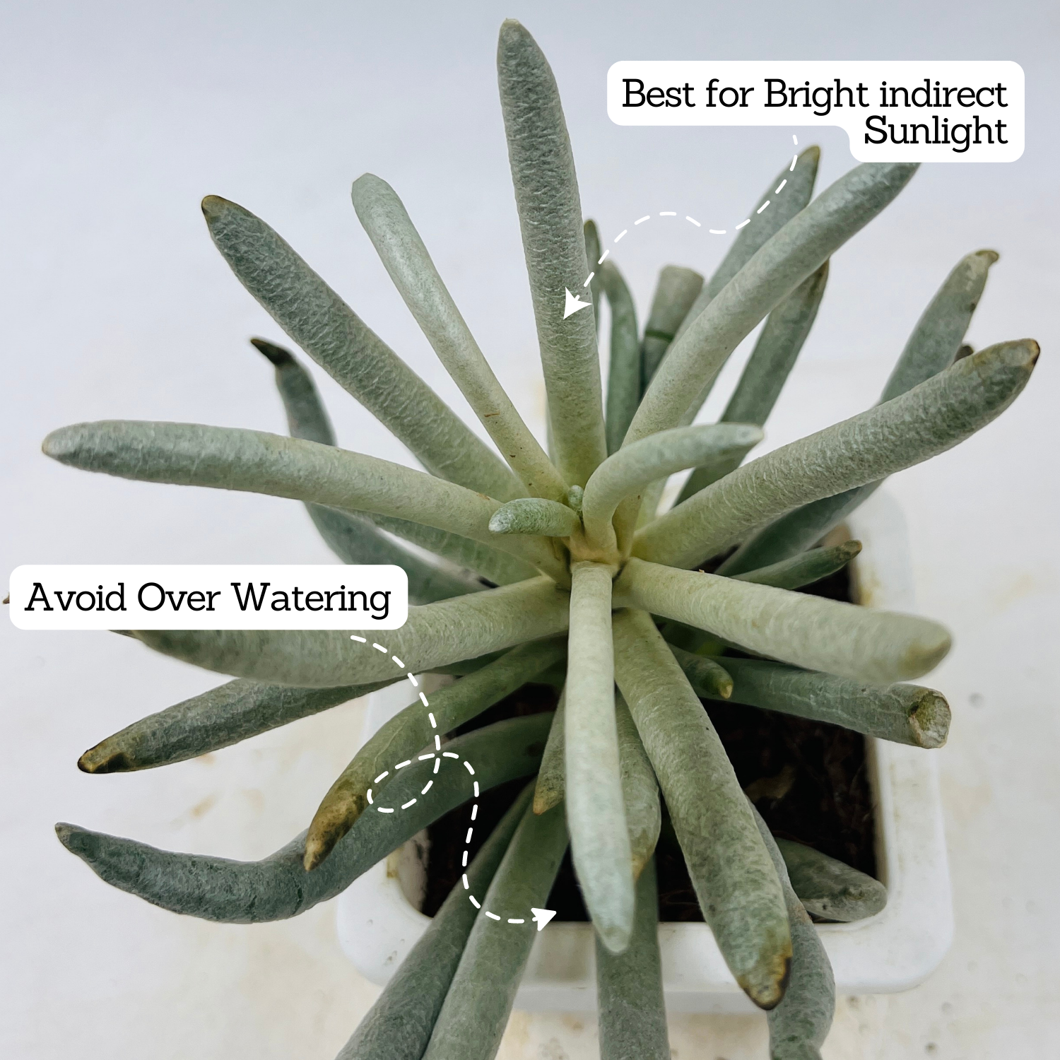 Senecio Wooly | Senecio Scaposus - Live Plant (Home & Garden)