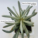 Senecio Wooly | Senecio Scaposus - Live Plant (Home & Garden)