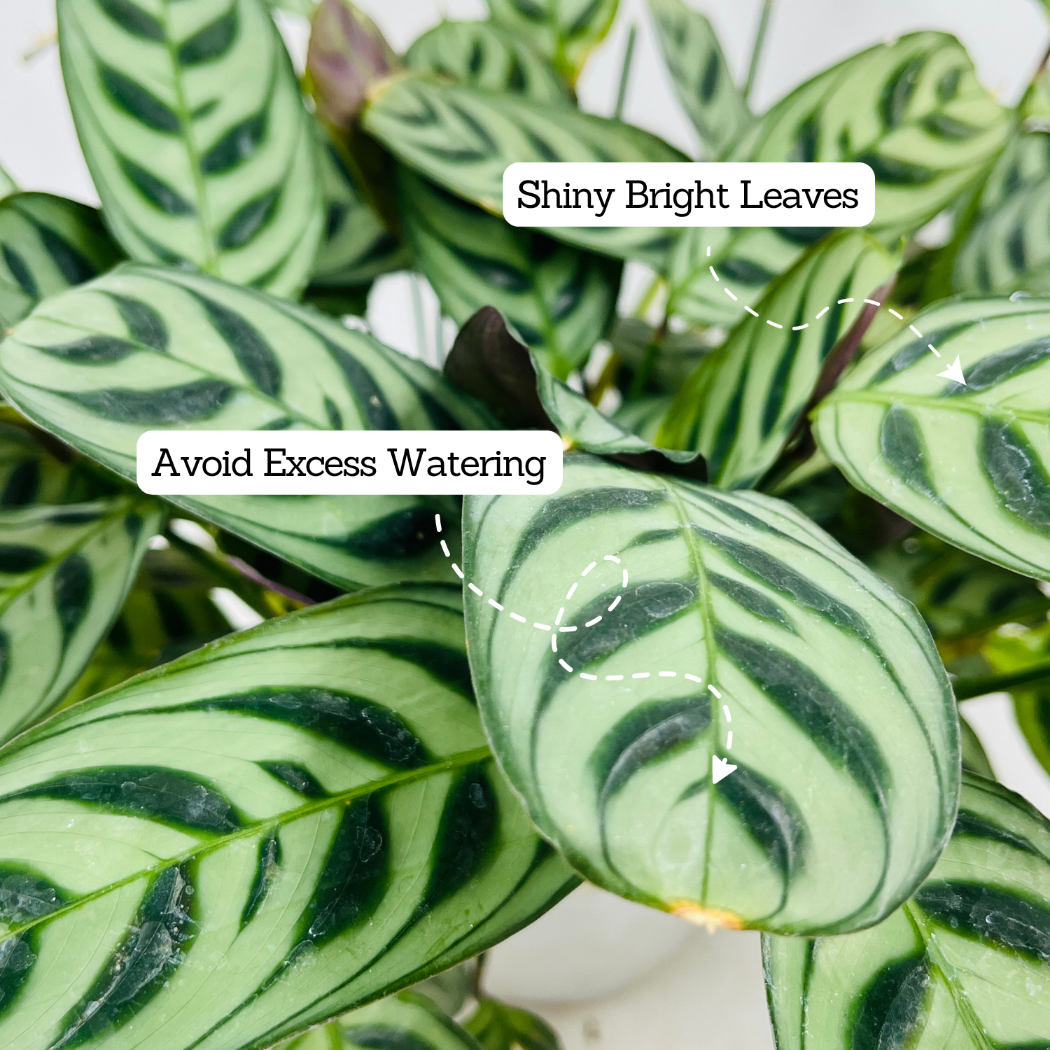 Calathea Burle Marxii - Live Plant (Home & Graden)