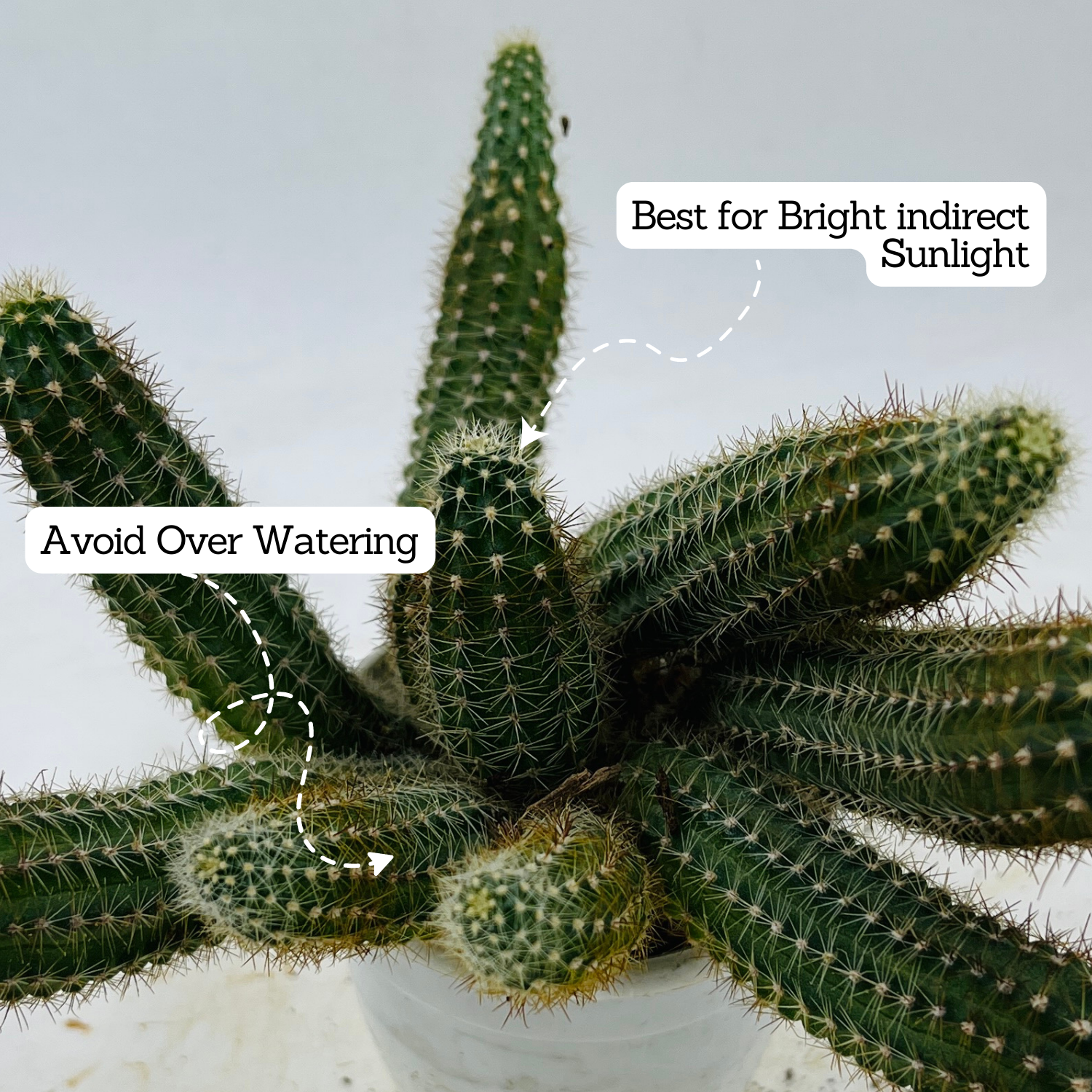 Peanut Cactus / Echinopsis chamaecereus - Live Cactus Plant In Pot (Home & Garden)