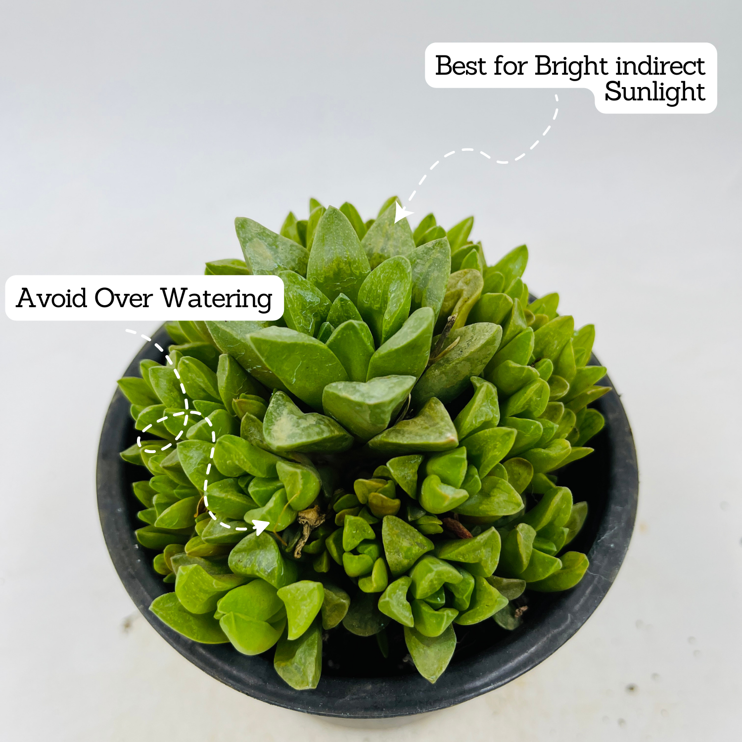 Haworthia Cymbiformis (Big) Plant- Live Succulent Plant (Home & Garden)