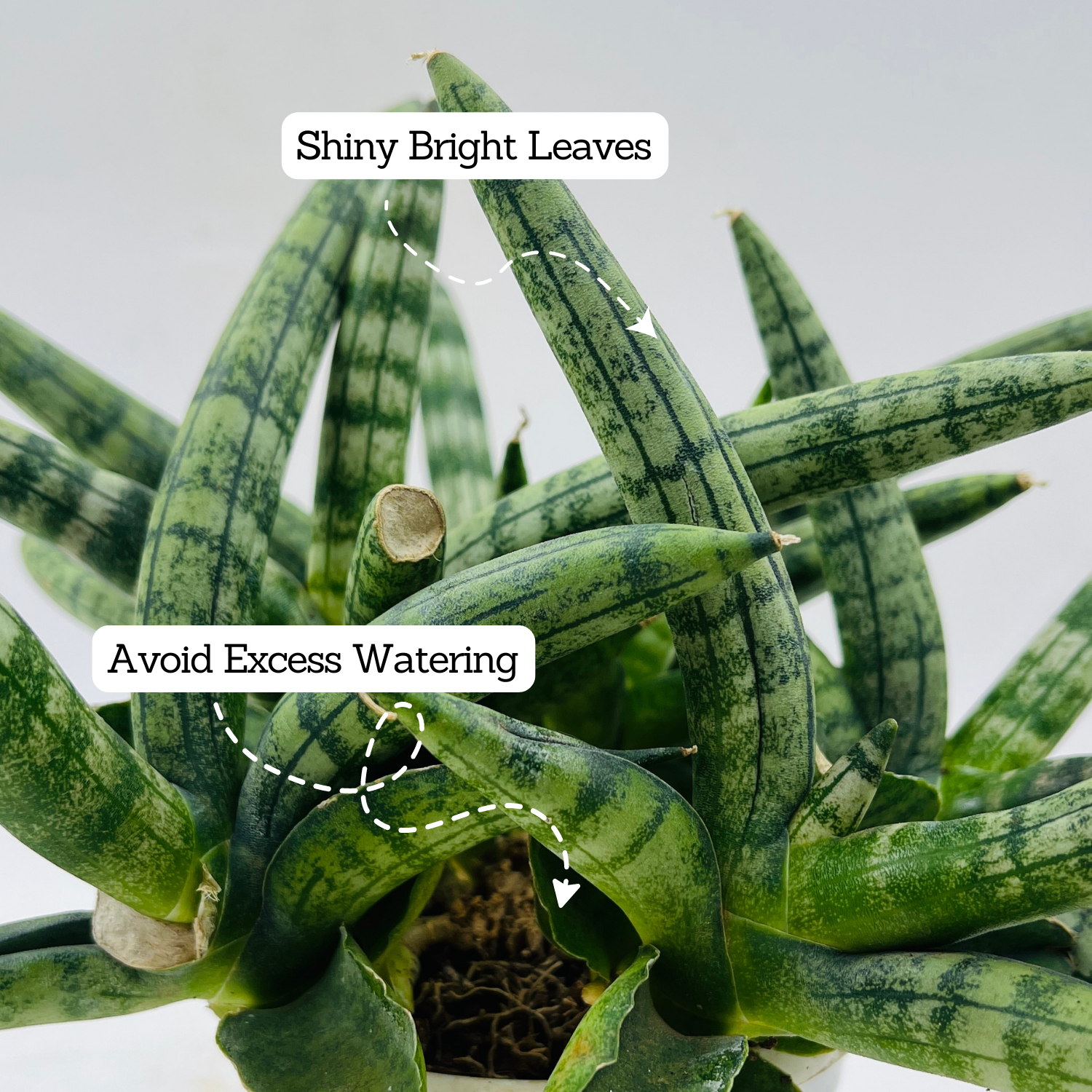 Sanseveria Boncel / Starfish Plant ( Sansevieria cylindrica)- Live Plant  (Home & Garden)