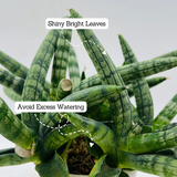 Sanseveria Boncel / Starfish Plant ( Sansevieria cylindrica)- Live Plant  (Home & Garden)