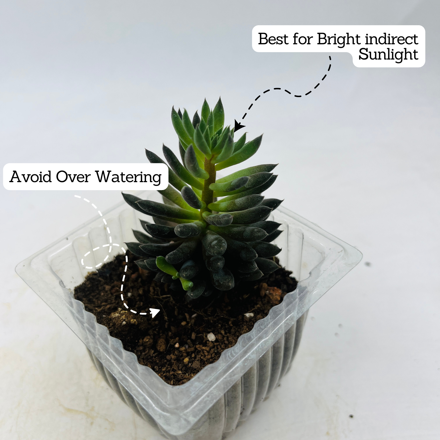 Sinocrassula Yunnanensis |  Chinese Jade Succulent - Live Plant (Home & Garden)