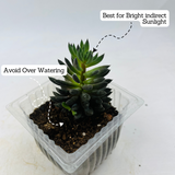 Sinocrassula Yunnanensis |  Chinese Jade Succulent - Live Plant (Home & Garden)