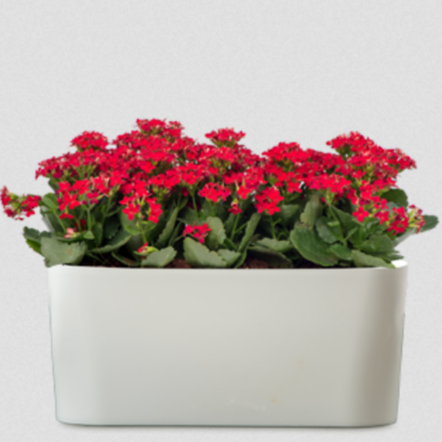 Florida Plastic Pot