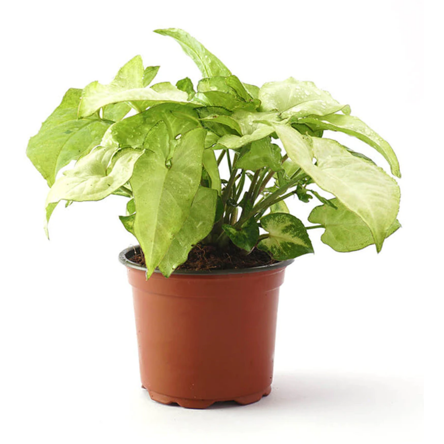 White Syngonium (Syngonium Podophyllum,Syngonium White Butterfly )