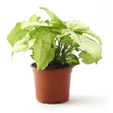 White Syngonium (Syngonium Podophyllum,Syngonium White Butterfly )