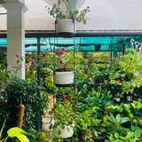 Combo : Tuka 20 Three Tier Hanging Pot With Bougainvillea / Paperflower (boganvilla glabra) Flowering/Ornamental Live Plant (Home & Garden)