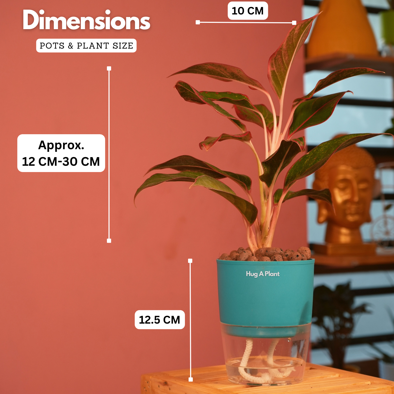 Aglaonema Lipstick - Live Plant (With Self-Watering Pot & Plant)