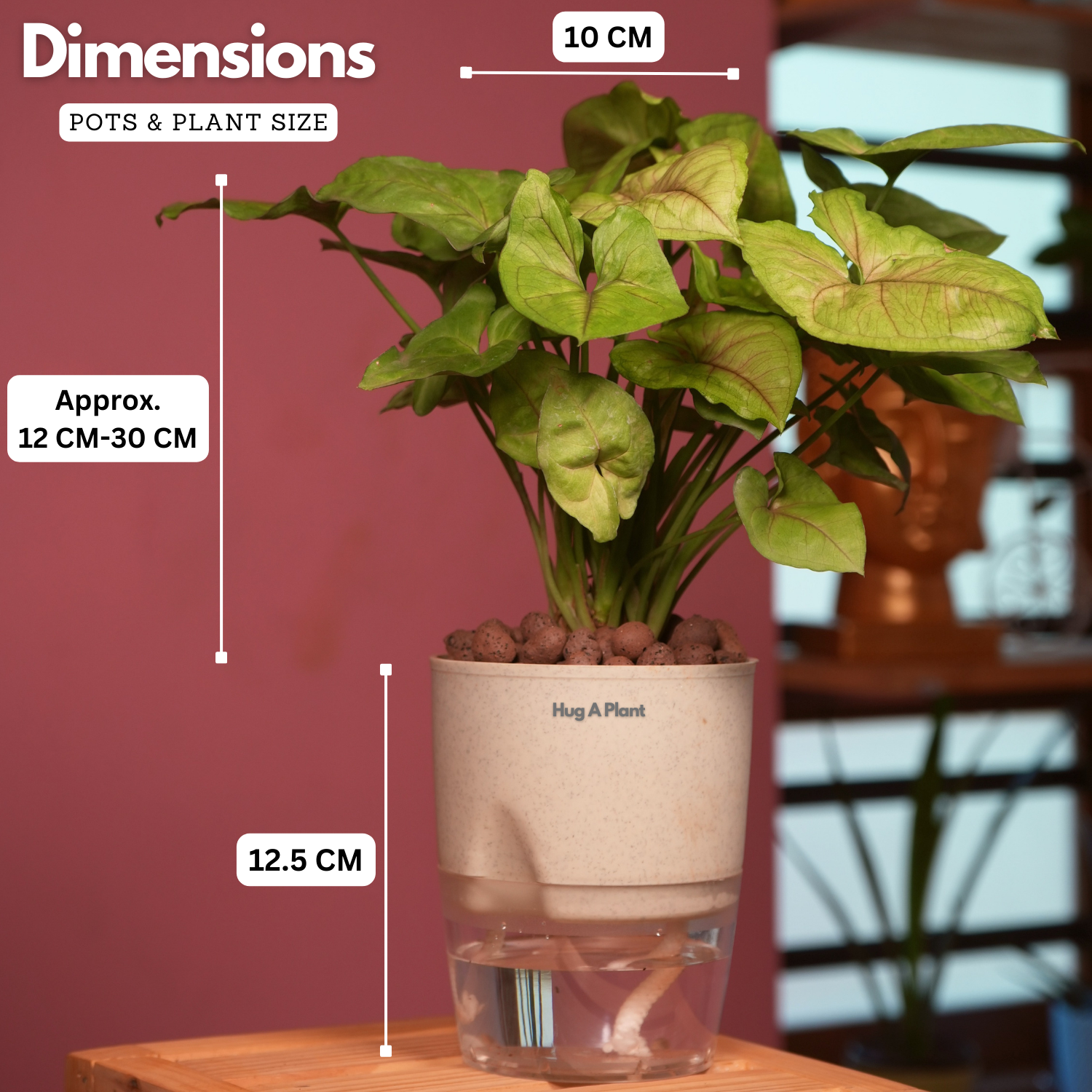 Syngonium Lemon - Live Plant (With Self-Watering Pot & Plant)