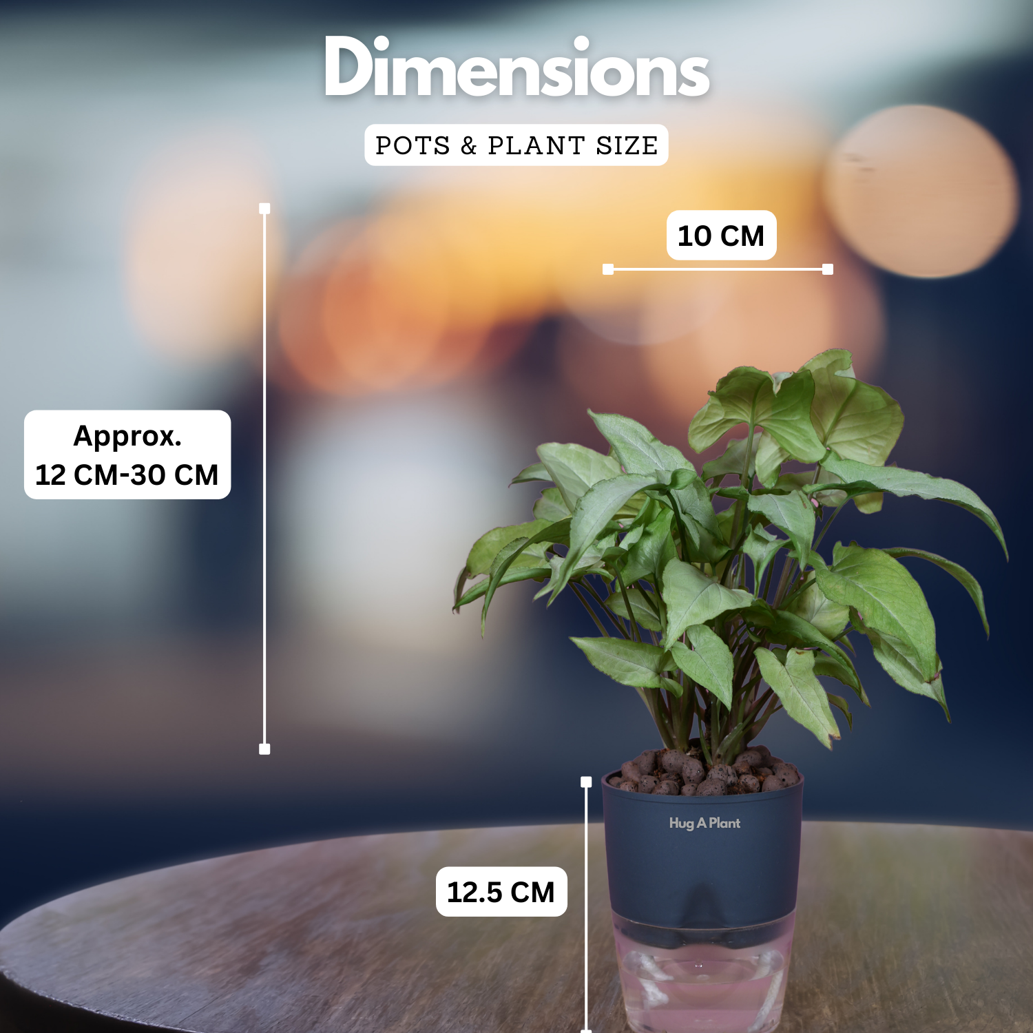 White Syngonium - Live Plant (With Self-Watering Pot & Plant)