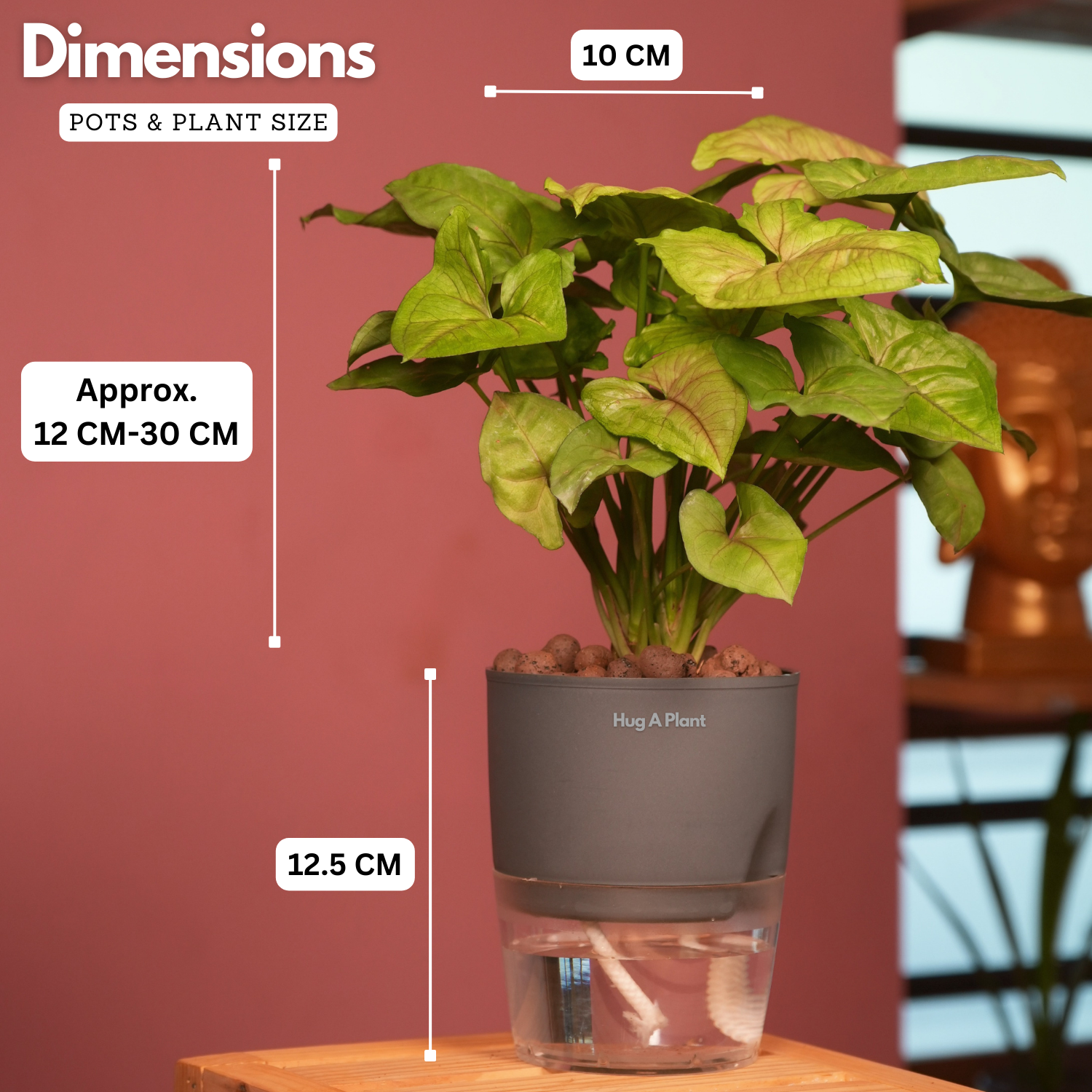Syngonium Lemon - Live Plant (With Self-Watering Pot & Plant)