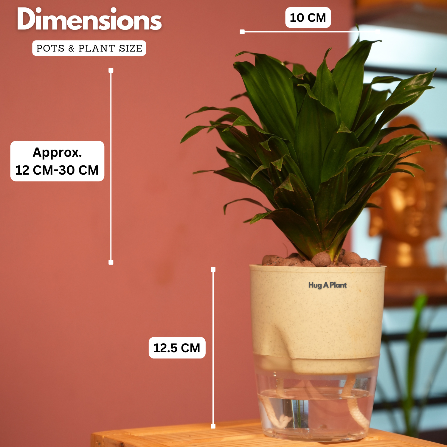 Dracaena Compacta - Live Plant (With Self-Watering Pot & Plant)